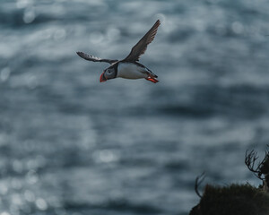Atlantic puffins flying and perching on cliff edge at Latrabjarg, Iceland...