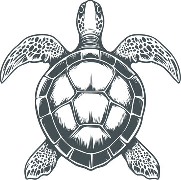 Sea turtle illustration with detailed shell