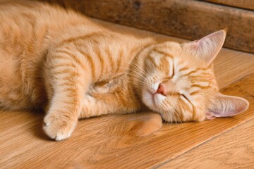Orange tabby cat sleeps peacefully on wooden floor during daytime in a cozy room