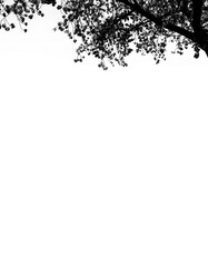 Floral branch corner element with flower and leaves.  Botanic shadows overlay.  Bare tree branches. Frames with  branches flowers. png cut out