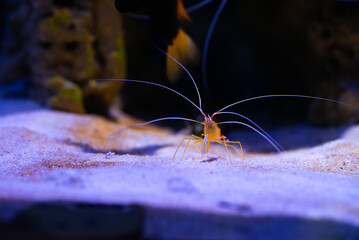 Nice sea aquarium shrimp doctor posing