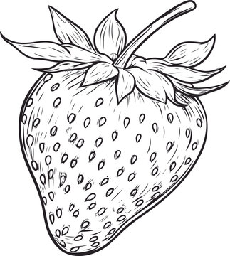 Naklejki Black and white strawberry line art illustration with leaves detailed drawing. Vector illustration