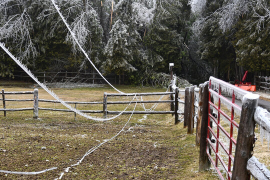 Fallen down hydroelectricty wires hanging along a fence line to a pasture on a rural farm caused by ice strom