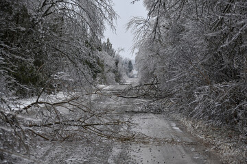 A country road littered with fallen trees damaged from an ice strom