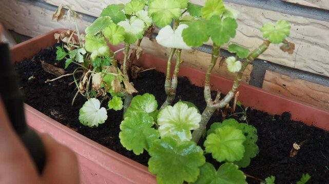 A gardener tends to a wilting plant in a flower pot, carefully inspecting the leaves and soil while providing essential care for its revival. Pelargonium zonale. Spraying from a spray bottle.