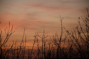 Obraz premium Silhouette of bare branches against a colorful sunset sky, creating a serene and peaceful atmosphere.