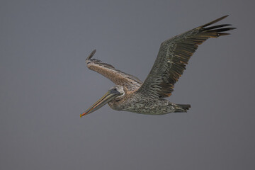 Brown Pelican (Pelecanus occidentalis californicus) in Flight