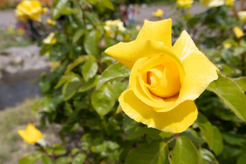 A beautiful yellow rose blooming