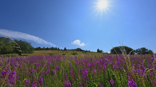 Schmalbl&auml;ttriges Weidenr&ouml;schen, Epilobium angustifolium, Lila, Wiese, Himmel, Abtsroder Kuppe, Abtsroda, Wasserkuppe, Rh&ouml;n, Hessen, Deutschland, Europa