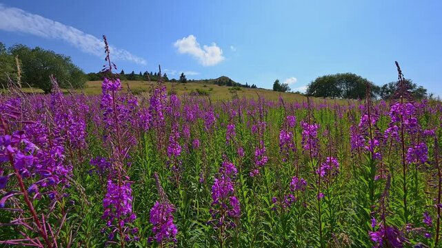 Schmalbl&auml;ttriges Weidenr&ouml;schen, Epilobium angustifolium, Lila, Wiese, Himmel, Abtsroder Kuppe, Abtsroda, Wasserkuppe, Rh&ouml;n, Hessen, Deutschland, Europa