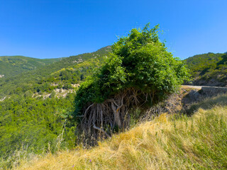 Ocana, Corsica, France - July 8, 2024: Green mountain landscape along D3 road, Thick bush growing at edge of cliff has long exposed root system