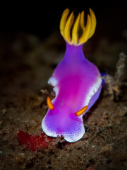 Colorful sea slug Hypselodoris apolegma known as Bubblegum Worm