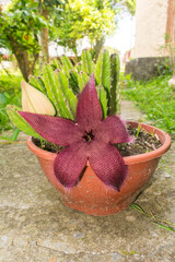 Starfish flower (Stapelia hirsuta) in bloom in Sao Francisco de Paula, South of Brazil