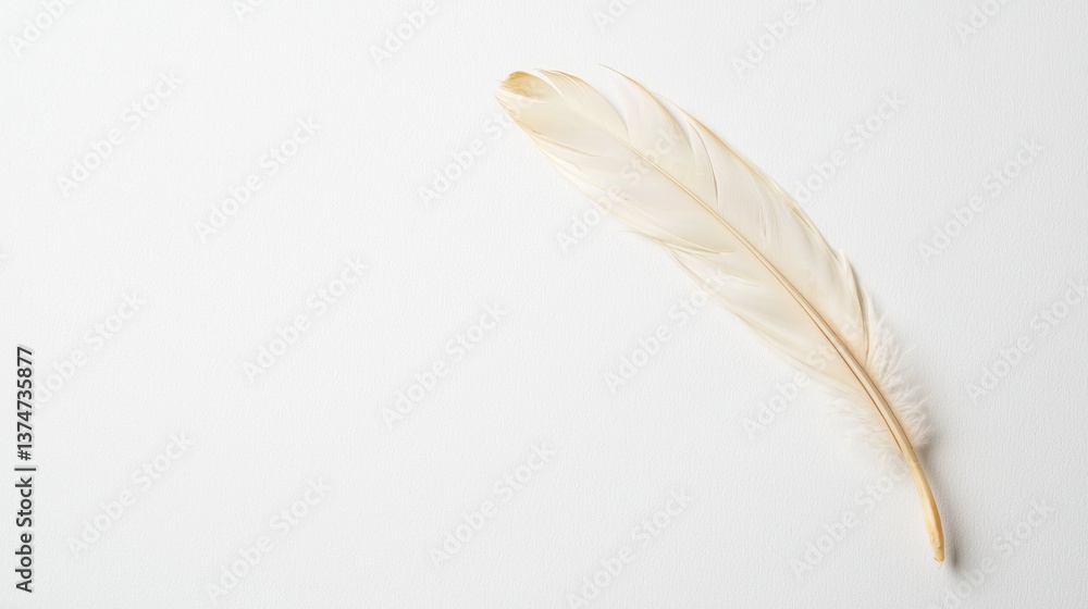 Poster close-up of a single feather on a plain white background. the feather is light beige in color and ha