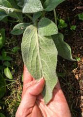 Stachys byzantina aka Lamb's ear growing in the garden. Sao Francisco de Paula, South of Brazil