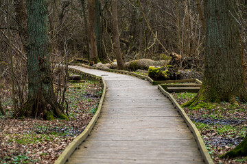Wooden pathway winding through leafless forest trail.