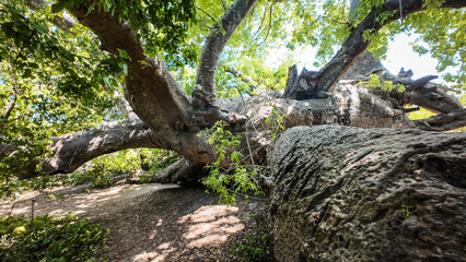 The baobab tree on the Kwale Island in Zanzibar, Tanzania