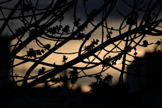 silhouette tree night