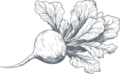 Hand drawn radish with leaves in black