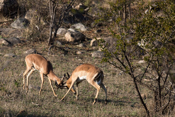 A photo of two impala fighting