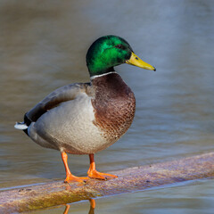 Stockente (Anas platyrhynchos) Männchen