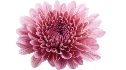 Chrysanthemum flower head isolated against a white background, perfect for a holiday bouquet. 