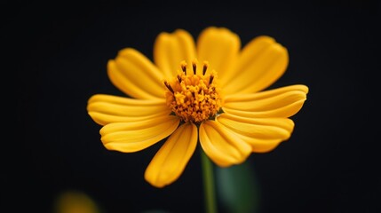Obraz premium Close-up of a flower with a black background, creating a dramatic contrast. 