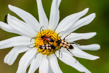 Purpuricenus kaehleri, longhorn beetles and Leucanthemum vulgare, commonly known as ox-eye daisy
