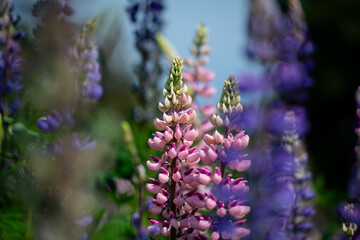Nice summer flowers on field at sunny day nature flora