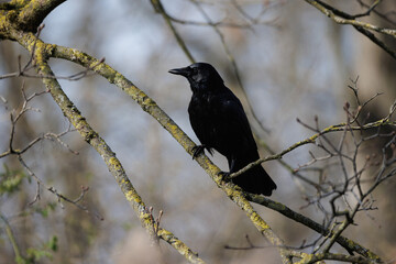 Rabenkrähe (Corvus corone)