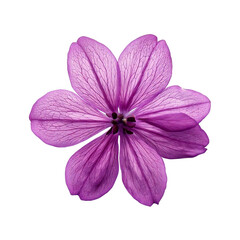 Fototapeta premium A delicate purple flower isolated on a transparent background background; PNG
