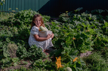 girl child collects vegetables in a garden bed on a farm, zucchini in a garden in a country house, autumn harvest. High quality photo