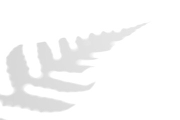 Fern branch shadow. Leaf shadow overlay. Sunlight trough the leaf. Nature organic shadow. Blurred Leaf shadow and light on wall background. 3d rendering