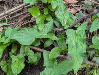 Leaves of Cuckoo-Pint or Lords-and-Ladies (Arum maculatum)