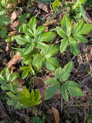 Leaves of Ground-Elder (Aegopodium podagraria)