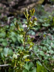 A young Prunus sapling (probably Blackthorn, Prunus spinosa)