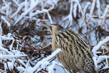 The Eurasian bittern or great bittern (Botaurus stellaris stellaris) is a wading bird in the bittern subfamily (Botaurinae) of the heron family Ardeidae. This photo was taken in Japan.