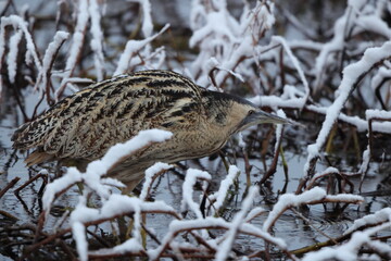 The Eurasian bittern or great bittern (Botaurus stellaris stellaris) is a wading bird in the bittern subfamily (Botaurinae) of the heron family Ardeidae. This photo was taken in Japan.