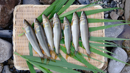 釣りたての天然鮎
