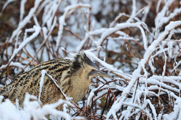 The Eurasian bittern or great bittern (Botaurus stellaris stellaris) is a wading bird in the bittern subfamily (Botaurinae) of the heron family Ardeidae. This photo was taken in Japan.