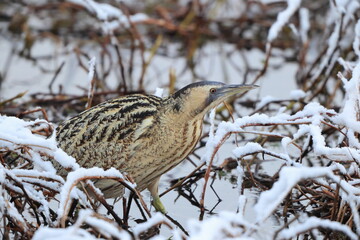 The Eurasian bittern or great bittern (Botaurus stellaris stellaris) is a wading bird in the bittern subfamily (Botaurinae) of the heron family Ardeidae. This photo was taken in Japan.