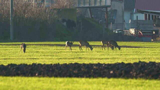 A herd of deer pasturing and grazing in the sunset