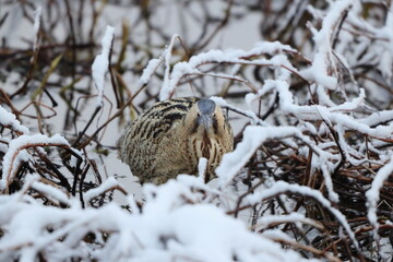 The Eurasian bittern or great bittern (Botaurus stellaris stellaris) is a wading bird in the bittern subfamily (Botaurinae) of the heron family Ardeidae. This photo was taken in Japan.