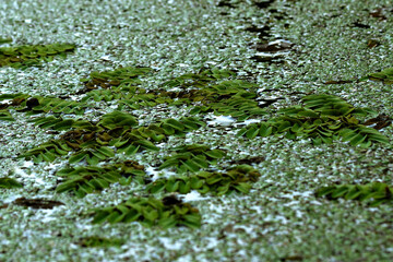 neat rows of bright green corrugated leaves of an aquatic plant on the surface of a lake covered with duckweed