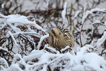 The Eurasian bittern or great bittern (Botaurus stellaris stellaris) is a wading bird in the bittern subfamily (Botaurinae) of the heron family Ardeidae. This photo was taken in Japan.