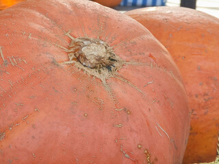 Large pumpkin with orange skin seen up close with rough details and dry stem