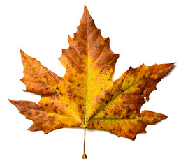 An Autumn or Fall Maple leaf on a white background with high detail