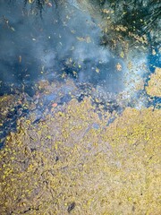 Polluted river water with algae bloom reflecting cloudy sky