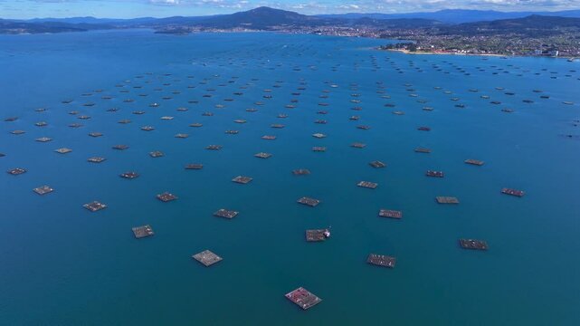 Aerial view of Mussel Farms Cultivating with floating platforms along Spanish coast, A Illa de Arousa, Pontevedra, Spain