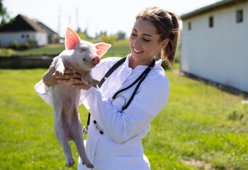 Veterinarian caring for pig on sunny day in the countryside